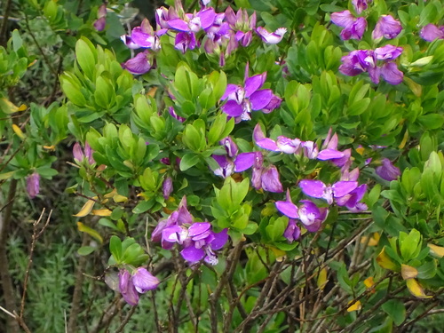 Polygala myrtifolia