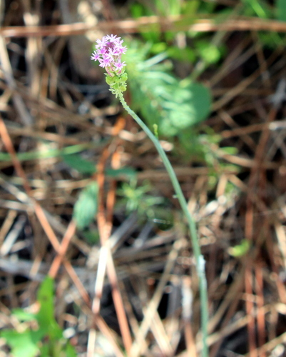 Polygala paniculata