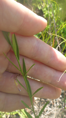 Polygala sibirica