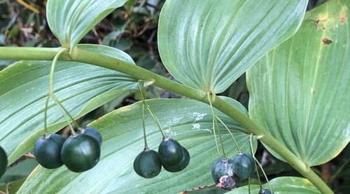 Polygonatum biflorum