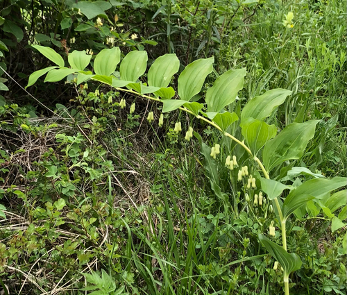 Polygonatum multiflorum