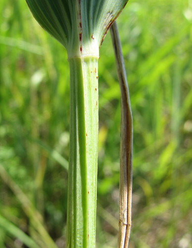 Polygonatum odoratum