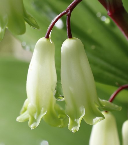 Polygonatum odoratum
