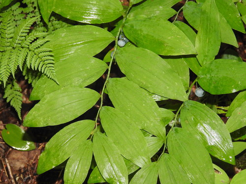 Polygonatum pubescens