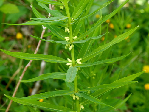 Polygonatum verticillatum