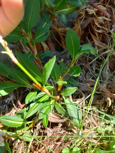 Polygonum affine
