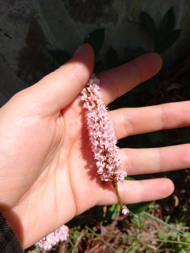 Polygonum affine