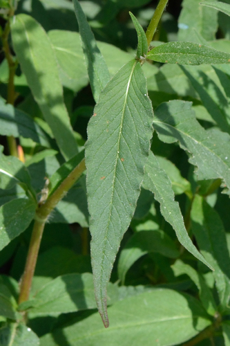 Polygonum alpinum