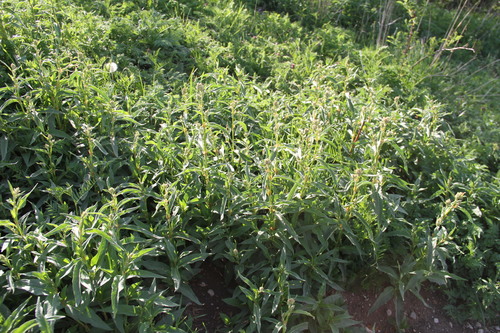 Polygonum alpinum