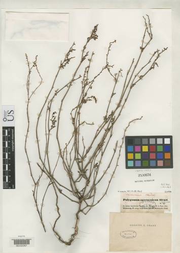 Polygonum argyrocoleon