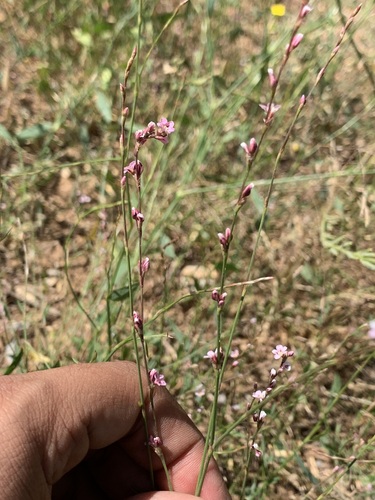 Polygonum bellardii