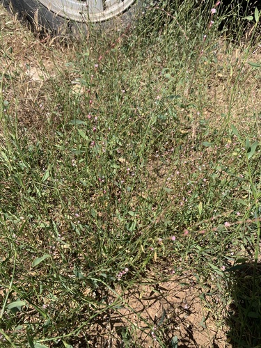 Polygonum bellardii
