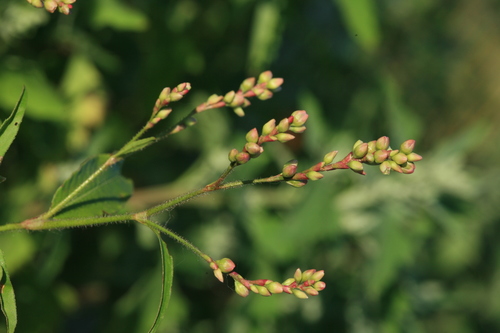 Polygonum bungeanum