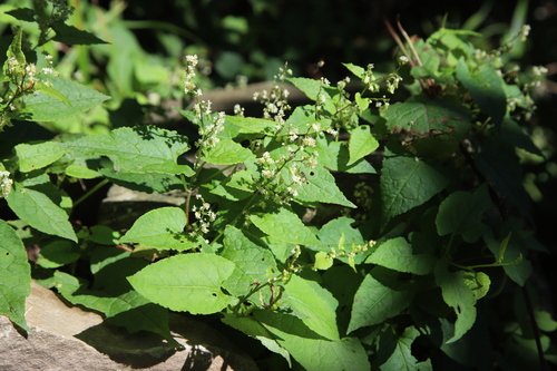 Polygonum ciliinerve