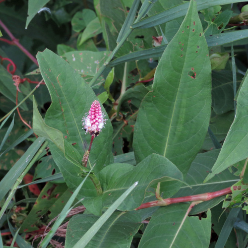 Polygonum coccineum