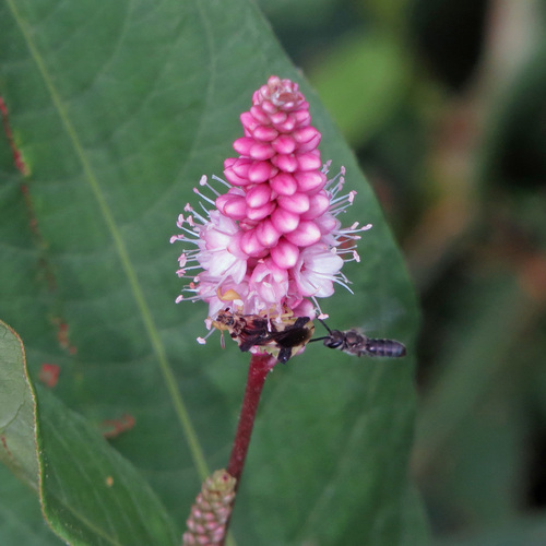 Polygonum coccineum