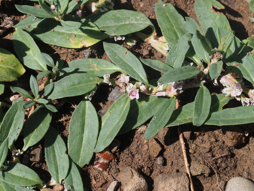 Polygonum cognatum