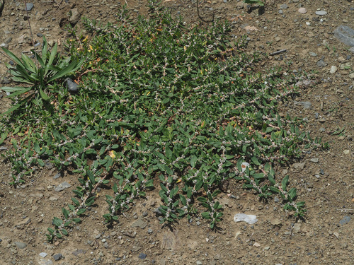 Polygonum cognatum