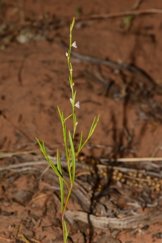 Polygonum douglasii