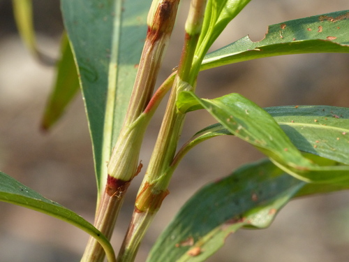 Polygonum glabrum