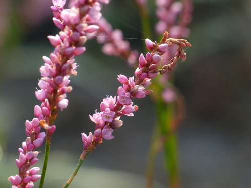 Polygonum glabrum