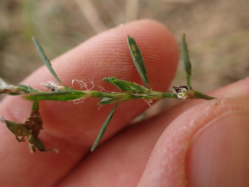 Polygonum heterophyllum