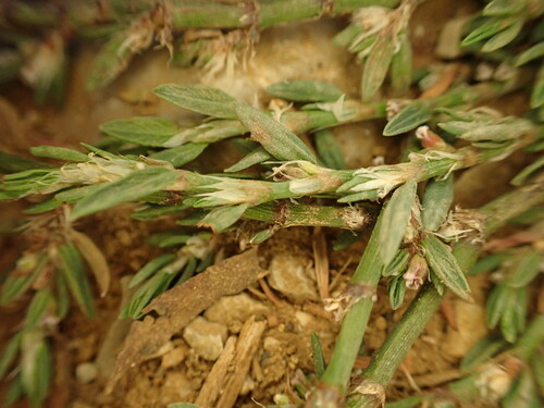 Polygonum heterophyllum