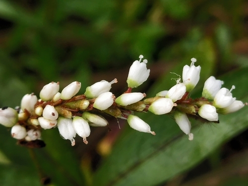 Polygonum japonicum