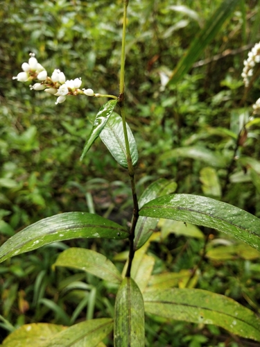 Polygonum japonicum