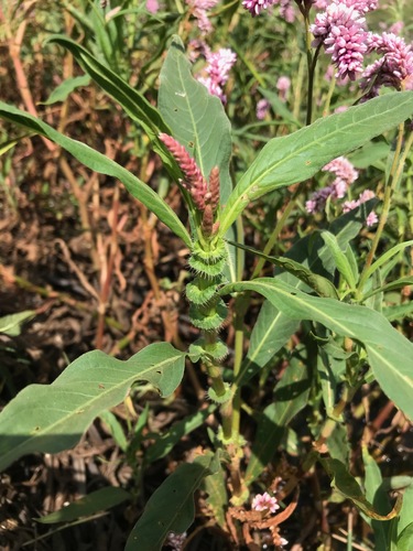 Polygonum limbatum