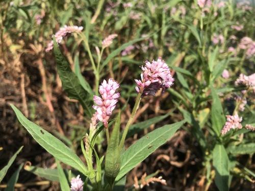 Polygonum limbatum