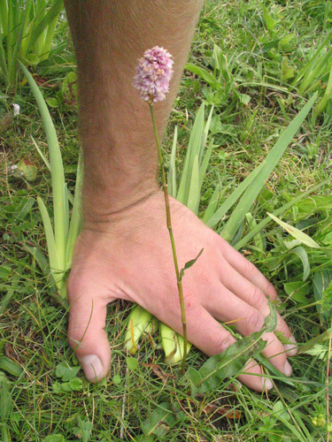 Polygonum macrophyllum