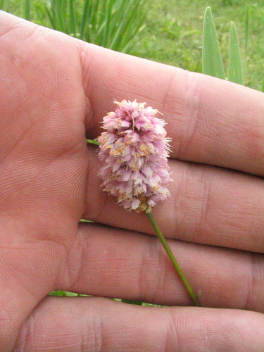 Polygonum macrophyllum