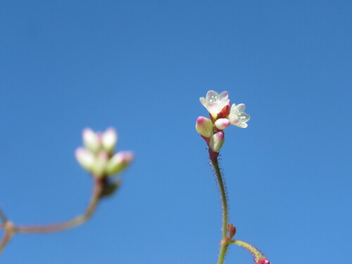 Polygonum muricatum