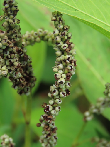 Polygonum omerostromum