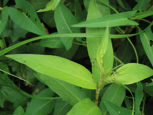 Polygonum omerostromum