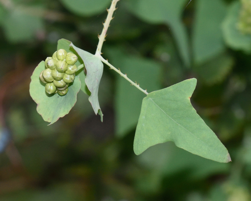 Polygonum perfoliatum