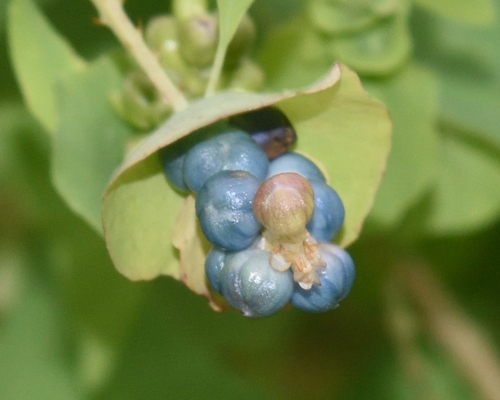 Polygonum perfoliatum
