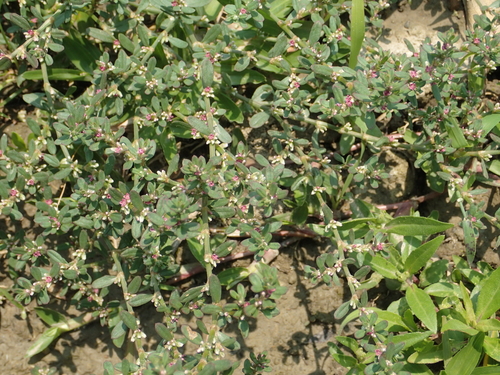 Polygonum plebeium