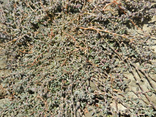 Polygonum plebeium