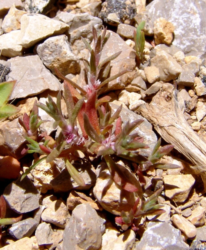 Polygonum polycnemoides