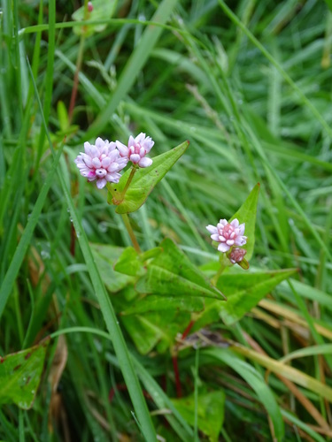 Polygonum runcinatum