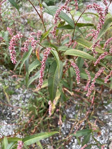 Polygonum tomentosum