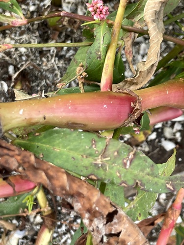 Polygonum tomentosum