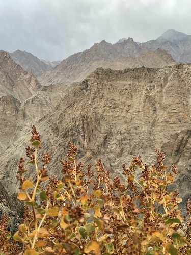 Polygonum tortuosum