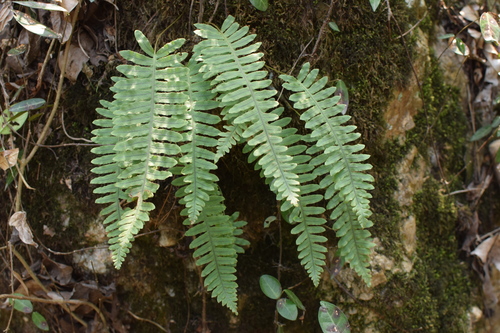 Polypodiodes niponica
