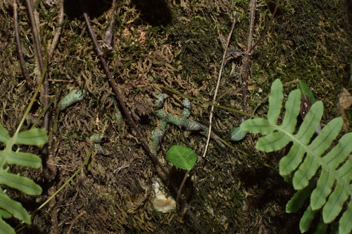 Polypodiodes niponica