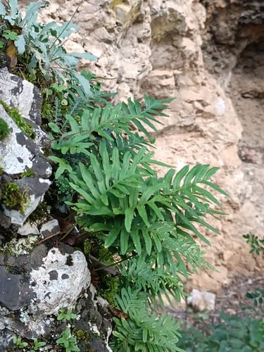 Polypodium cambricum