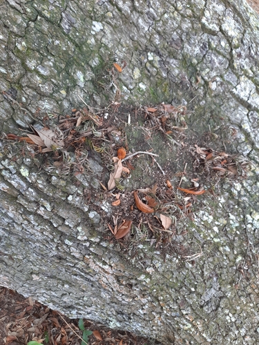 Polypodium polypodioides