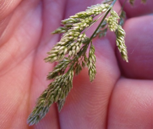 Polypogon viridis